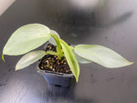 The Philodendron Silver Sword