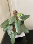 The Philodendron Silver Sword