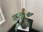The Philodendron Silver Sword