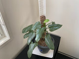 The Philodendron Silver Sword